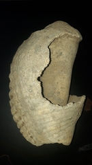 Titanostrombus galeatus