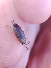 Halophiloscia couchii