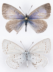 Celastrina echo echo