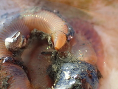 Marphysa