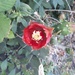 Red-flower Pricklypear - Photo no rights reserved, uploaded by Kent McFarland