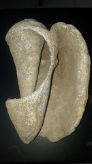 Titanostrombus galeatus