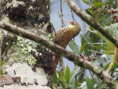 Lepidocolaptes falcinellus