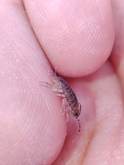 Halophiloscia couchii