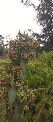 Asteraceae