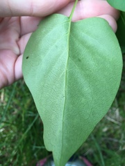Syringa vulgaris