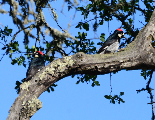 iNaturalist observation photo of Acorn Woodpecker