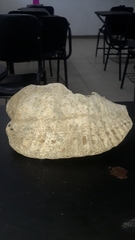 Titanostrombus galeatus