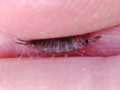 Halophiloscia couchii