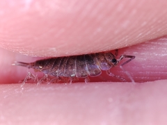 Halophiloscia couchii