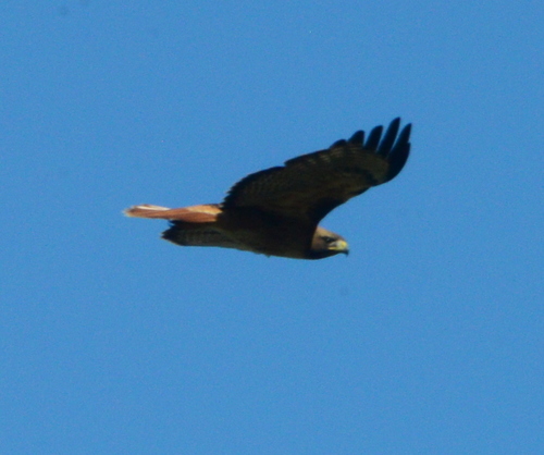 iNaturalist observation photo of Red-tailed Hawk