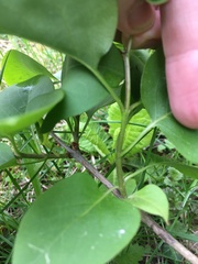 Syringa vulgaris
