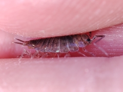 Halophiloscia couchii