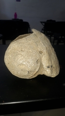 Titanostrombus galeatus