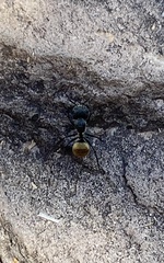 Camponotus pellarius