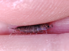 Halophiloscia couchii