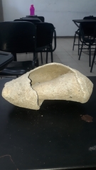 Titanostrombus galeatus