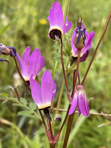 iNaturalist observation photo of Henderson's shooting star