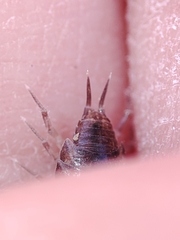 Halophiloscia couchii