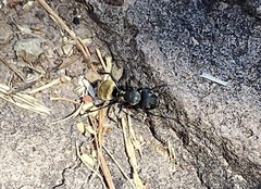 Camponotus pellarius