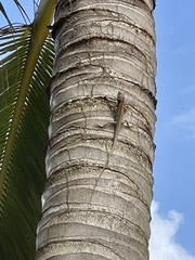 Calotes versicolor