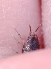 Halophiloscia couchii