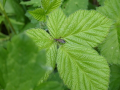 Himacerus mirmicoides