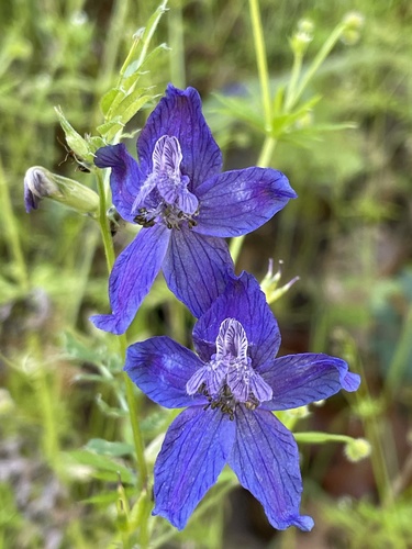 iNaturalist observation photo of Zigzag Larkspur