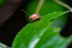 Sinoluperus subcostatus