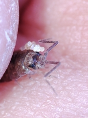 Halophiloscia couchii