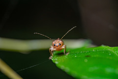 Sinoluperus subcostatus