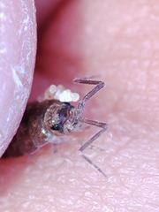 Halophiloscia couchii