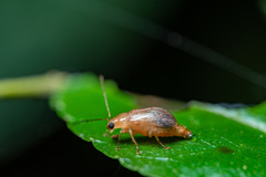 Sinoluperus subcostatus