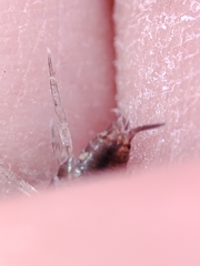 Halophiloscia couchii