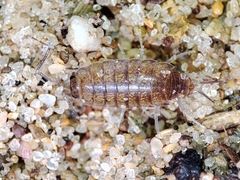 Halophiloscia couchii