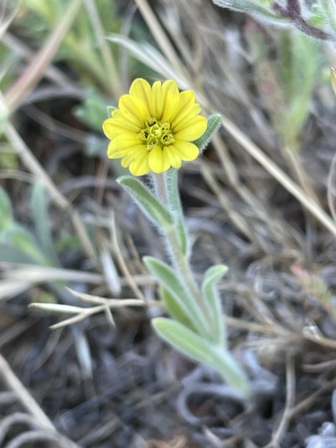 iNaturalist observation photo of common hareleaf