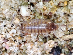 Halophiloscia couchii