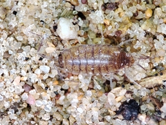 Halophiloscia couchii