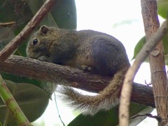 Callosciurus pygerythrus