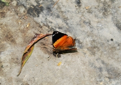 Hypanartia godmanii