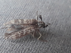 Rhipiceridae