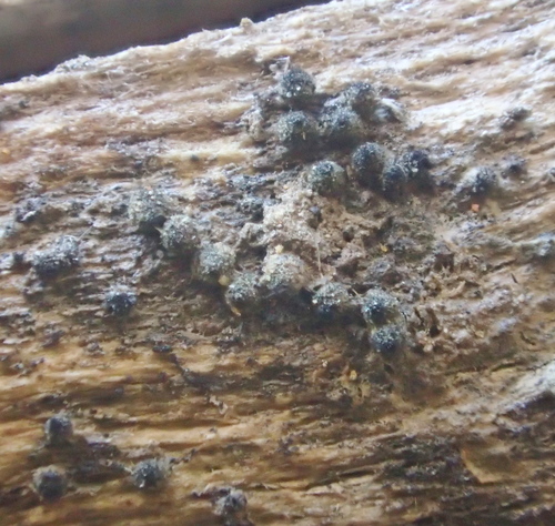 iNaturalist observation photo of Coniochaeta