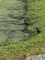 Fulica americana image
