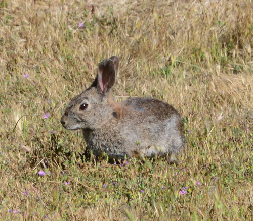 iNaturalist observation photo of Cottontail Rabbits