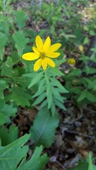 Coreopsis major