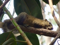 Callosciurus pygerythrus