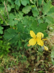 Chelidonium majus