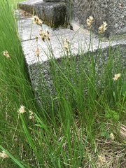 Carex praecox