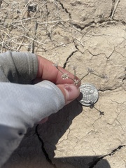 Eriogonum bifurcatum