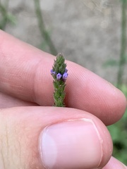 Verbena runyonii